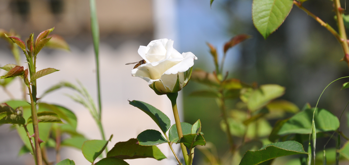jardines